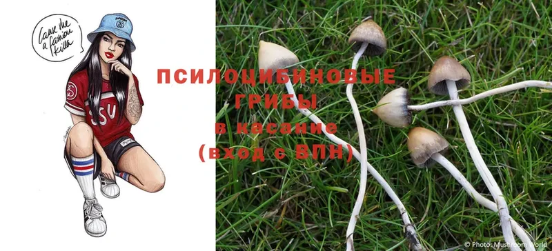 Псилоцибиновые грибы Psilocybe  Ардатов 